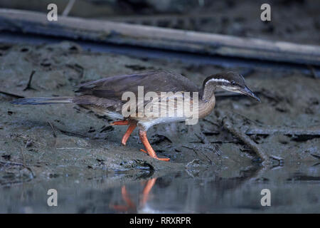 African finfoot dans son habitat naturel en Gambie Banque D'Images