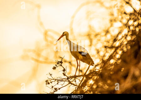 Stork parmi les broussailles dans un coucher de soleil Banque D'Images