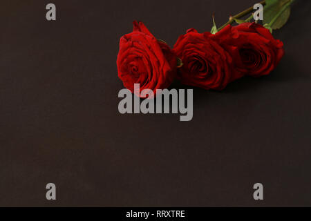Roses rouges sur fond noir Banque D'Images