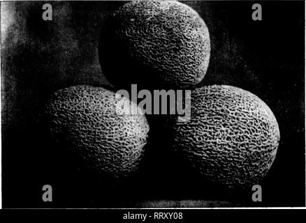 . Les fleuristes [microforme] examen. La floriculture. FEBBUABV 22. 1912. L'Hebdomadaire Horists' Review. 63. ROOKY rORD£MUSKSI Irrlgration L.OM cultivées sous irrigation par WESTERN ft SEMENCES CO. FREMONT, producteurs de semences et les concessionnaires. Spécialités : concombre, de musc et de pastèque, de citrouilles, courges, patates et Domaine Com. Mentionner l'examen Ttte quand vous écrivez. HXRK SINCK NEBRASKA 1879 Vallée de l'Arkansas Seed Company I". H. BROWNE LAKIN, KANSAS C. H. BROWNE Durée du contrat d'Qrowers, melon pastèque et concombre nous deiire d'annoncer à l'échange que M. Wm. Logan n'est plus connecté avec tUi eampany en aucune façon. Et que nous a Banque D'Images