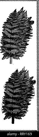 . Les fleuristes [microforme] examen. La floriculture. 22 août, 1912. Les fleuristes^ 63 d'examen. Veuillez noter que ces images sont extraites de la page numérisée des images qui peuvent avoir été retouchées numériquement pour plus de lisibilité - coloration et l'aspect de ces illustrations ne peut pas parfaitement ressembler à l'œuvre originale.. Chicago : les fleuristes Pub. Co Banque D'Images