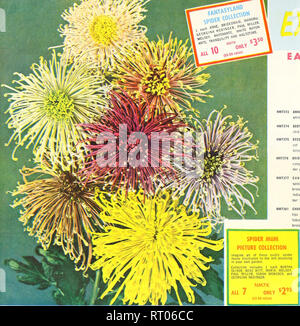 . Le carnaval annuel de maman. Pépinières (Horticulture) ; Catalogues Catalogues Catalogues Chrysanthèmes fleurs ;. • •- ' X NM7372. Chaque VAR I spectaculaire en &lt;pec de, ces faisceaux tubulaires, ANNE - grand blanc pur. 5 octobre. NM7374 - OLIVER BERTHA ou profonde- chid rose. Le 20 octobre. BESS WITT - Agréable apri- lit bébé bronze et rose saumon. Le 20 octobre. Meilleur court-demoiselle précoce de spider compact des laven- der rose. Le 10 octobre. NM7377 CANDY BRONZE - Cuillère double fleur de bronze doré brillant fleur tubulée partie plus riche rouge indien à l'ouverture. Octobre 15th. NM7381 CHOPSTICK - grands conseils sont riches h cuillère Banque D'Images