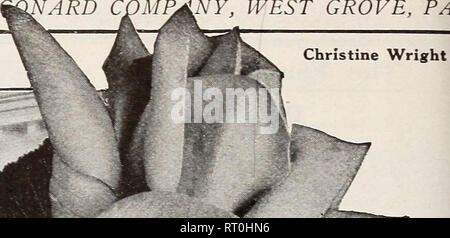 . Numéro d'automne : nouveau guide de culture rose 1921. 22 L'DINGEE &AMP ;  %QNARD C Y, WEST GROVE, PA. rimy^^^^m f i,. Veuillez noter que ces images sont extraites de la page numérisée des images qui peuvent avoir été retouchées numériquement pour plus de lisibilité - coloration et l'aspect de ces illustrations ne peut pas parfaitement ressembler à l'œuvre originale.. Dingee &AMP ; Conard Co ; Henry G. Gilbert Pépinière et du commerce de semences Catalogue Collection. West Grove, en Pennsylvanie : l'Dingee &AMP ; Conard Co. Banque D'Images