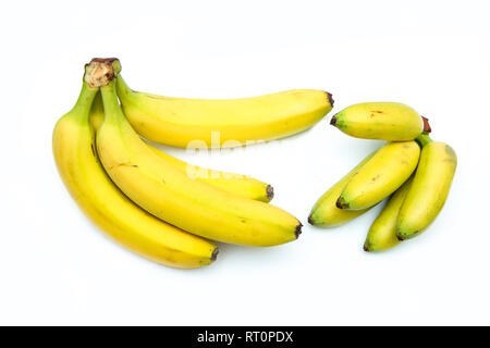 Une comparaison de deux grappes de bananes mûres. L'un de normal et un de bananes. Banque D'Images