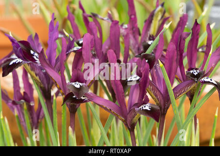 Iris reticulata 'Pauline' Banque D'Images