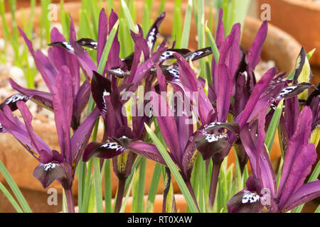 Iris reticulata 'Pauline' Banque D'Images