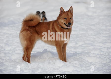 Cute red Shiba Inu est debout sur la neige blanche. Animaux de compagnie. Chien de race pure. Banque D'Images