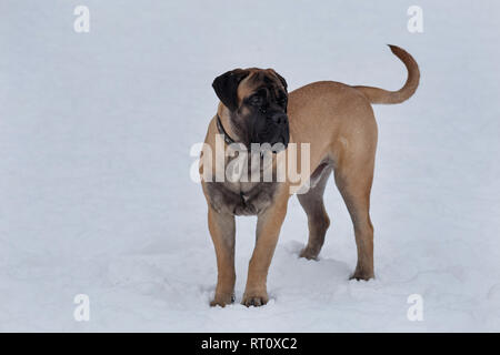 Bullmastiff mignon chiot est debout sur la neige blanche. Animaux de compagnie. Chien de race pure. Banque D'Images