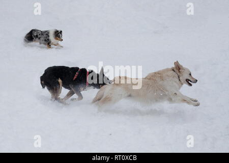 Golden retriever, Colley et shetland bâtard noir jouent sur la neige blanche. Animaux de compagnie. Chien de race pure. Banque D'Images