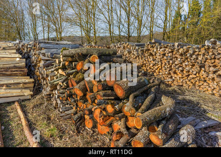 Bois scié, fendu, trunks se trouvent dans le pré. Thème : Autres méthodes de chauffage et de protection de l'environnement. Banque D'Images