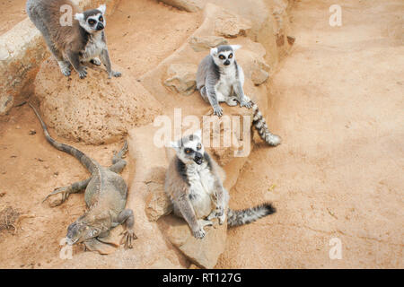 Groupe de queue anneau lémuriens Maki Catta avec de grands yeux orange. Les lémuriens de Madagascar Banque D'Images