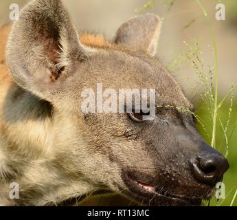 Belle hyènes (Hyaena hyaena) à sa proie Banque D'Images