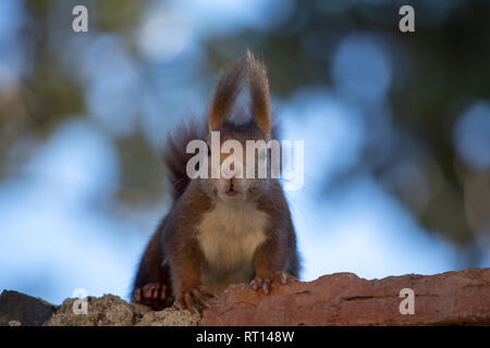 Un écureuil rouge espagnole dans le Castillo Malaga Gibralfaro. A première vue l'écureuil était presque noir, seulement devient rouge dans la lumière directe du soleil Banque D'Images