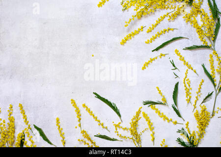 Bouquet de fleurs Mimosa isolé sur fond blanc Banque D'Images