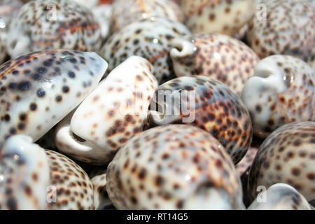 Quelques coquilles dans le marché au Monténégro Banque D'Images