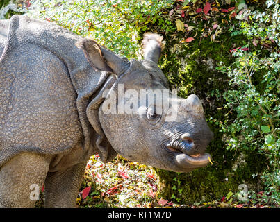 Le Rhinocéros indien, Rhinoceros unicornis est également appelé rhinocéros à une corne et Asiatiques rhinocéros à une corne et appartient à l'Rhinocerot Banque D'Images