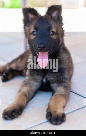 Chiot Berger Belge Malinois Banque D'Images