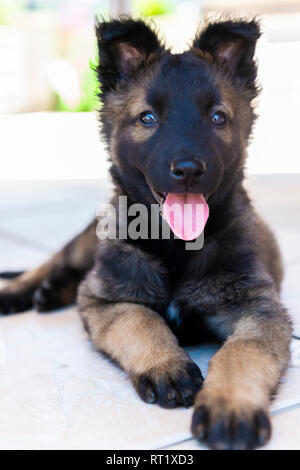 Chiot Berger Belge Malinois Banque D'Images