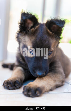 Chiot Berger Belge Malinois Banque D'Images