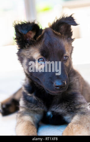 Chiot Berger Belge Malinois Banque D'Images