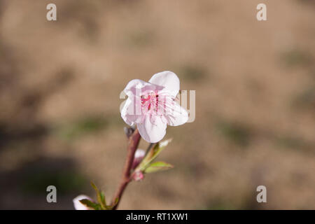 Fleur de printemps, le Prunus avium. Le merisier ou cerisier doux, Catalogne, Espagne, Europe Banque D'Images