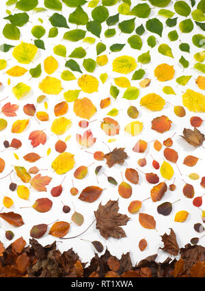 Feuilles d'automne sur fond blanc Banque D'Images