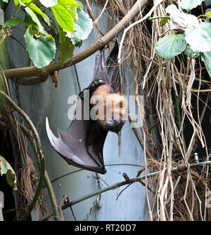 Grande chauve-souris tête en bas, Indian flying fox Pteropus giganteus, Pteropodidae, également connu sous le nom de la grande chauve-souris indiennes Banque D'Images