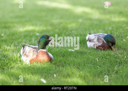 Deux canards colverts mâles assis sur pré vert et vous détendre. Banque D'Images