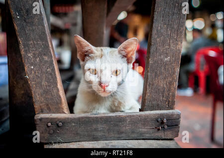 Un chat errant ou peut-être quelqu'un animal se trouve entre les étals d'un marché couvert à Phnom Penh, Cambodge. Banque D'Images