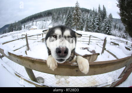Un jeune chien de la race Alaskan Malamute est assis dans une volière, un portrait en gros contre l'arrière-plan Banque D'Images