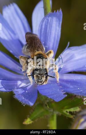 Sechsbindige Furchenbiene Furchenbiene Furchenbiene, Weißbindige, Blütenbesuch, une Wegwarte, Halictus sexcinctus cf., six-Furchenbi sillon bagués, abeille Banque D'Images