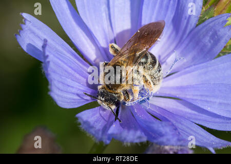 Sechsbindige Furchenbiene Furchenbiene Furchenbiene, Weißbindige, Blütenbesuch, une Wegwarte, Halictus sexcinctus cf., six-Furchenbi sillon bagués, abeille Banque D'Images