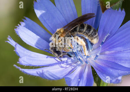 Sechsbindige Furchenbiene Furchenbiene Furchenbiene, Weißbindige, Blütenbesuch, une Wegwarte, Halictus sexcinctus cf., six-Furchenbi sillon bagués, abeille Banque D'Images