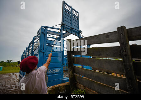 San Antonio de Areco, Argentine - Nov 13, 2016 : un cowboy gaucho travaillant avec un cheval fort le 13 novembre 2016 à San Antonio de Areco, Argentine. Banque D'Images