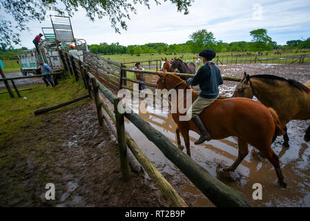 San Antonio de Areco, Argentine - Nov 13, 2016 : un jeune cow-boy gaucho un cheval dans un enclos le 13 novembre 2016 à San Antonio de Areco, Argent Banque D'Images
