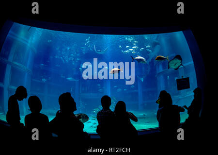 Aquarium d'Osaka, au Japon. Banque D'Images