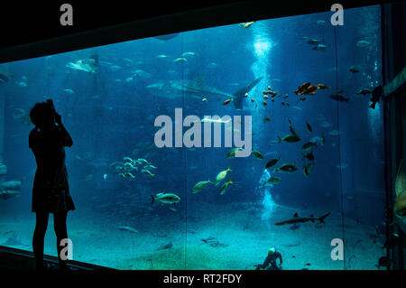 Whaleshark, aquarium d'Osaka, au Japon. Banque D'Images