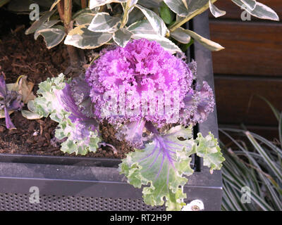 Chou ornemental plantés dans le semoir en métal Banque D'Images