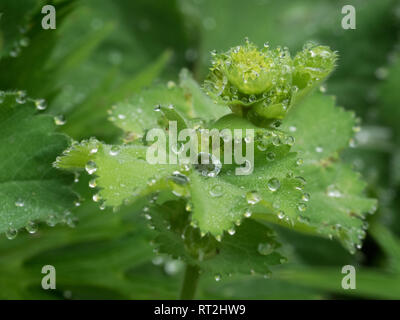 Une macro plein cadre close up close-up détail de la rosée, la pluie tombe sur le géranium feuille feuilles Banque D'Images