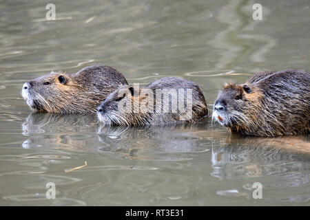 Les Castors, les castors, ragondins, Mycastor coypus, rongeur, rongeur, le ragondin, le castor, la queue de rat, queue de castor, rat d'eau de marais *** *** Local Caption Castors, beave Banque D'Images