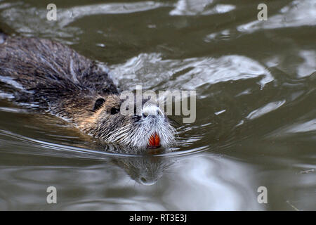 Les Castors, les castors, ragondins, Mycastor coypus, rongeur, rongeur, le ragondin, le castor, la queue de rat, queue de castor, rat d'eau de marais *** *** Local Caption Castors, beave Banque D'Images