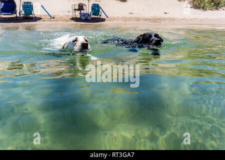 Retrievers du Labrador sur la plage du lac Mojave sur le fleuve Colorado dans l'Arizona où vous pouvez bateau à la plage et au camp ou séjour juste pour une journée. Banque D'Images