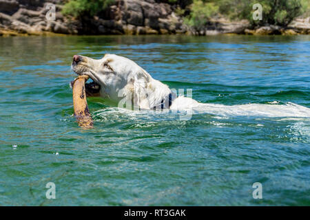 Retrievers du Labrador sur la plage du lac Mojave sur le fleuve Colorado dans l'Arizona où vous pouvez bateau à la plage et au camp ou séjour juste pour une journée. Banque D'Images