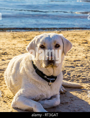 Retrievers du Labrador sur la plage du lac Mojave sur le fleuve Colorado dans l'Arizona où vous pouvez bateau à la plage et au camp ou séjour juste pour une journée. Banque D'Images