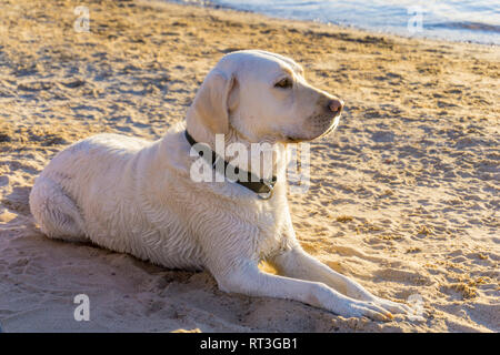 Retrievers du Labrador sur la plage du lac Mojave sur le fleuve Colorado dans l'Arizona où vous pouvez bateau à la plage et au camp ou séjour juste pour une journée. Banque D'Images