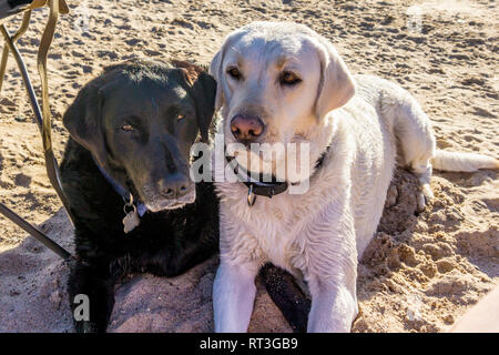 Retrievers du Labrador sur la plage du lac Mojave sur le fleuve Colorado dans l'Arizona où vous pouvez bateau à la plage et au camp ou séjour juste pour une journée. Banque D'Images