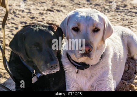 Retrievers du Labrador sur la plage du lac Mojave sur le fleuve Colorado dans l'Arizona où vous pouvez bateau à la plage et au camp ou séjour juste pour une journée. Banque D'Images