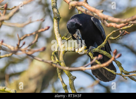 Des profils corbeau freux (corvus frugilegus) perché sur une branche l'alimentation en hiver dans le West Sussex, Royaume-Uni. Tour de manger. Banque D'Images