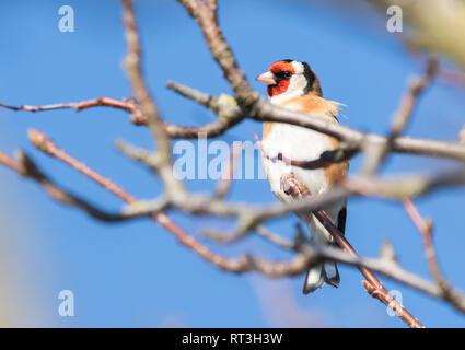 Hot bird Chardonneret jaune (Carduelis carduelis) perché sur une branche d'arbre en hiver avec ciel bleu dans le West Sussex, Royaume-Uni. Banque D'Images