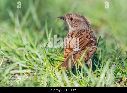 Oiseaux nid adultes (Prunella modularis), AKA Hedge Sparrow, debout sur le sol en hiver dans le West Sussex, Royaume-Uni. Banque D'Images